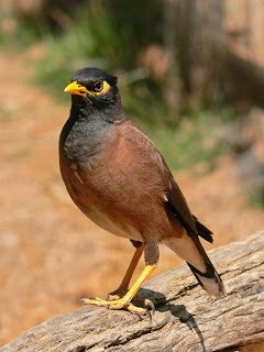 Jalak - Common Myna (Acridotheres tristis)